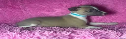 Whippet dogs for sale: Only 3 boys Quality pedigree whippet puppies left  - Advert 13