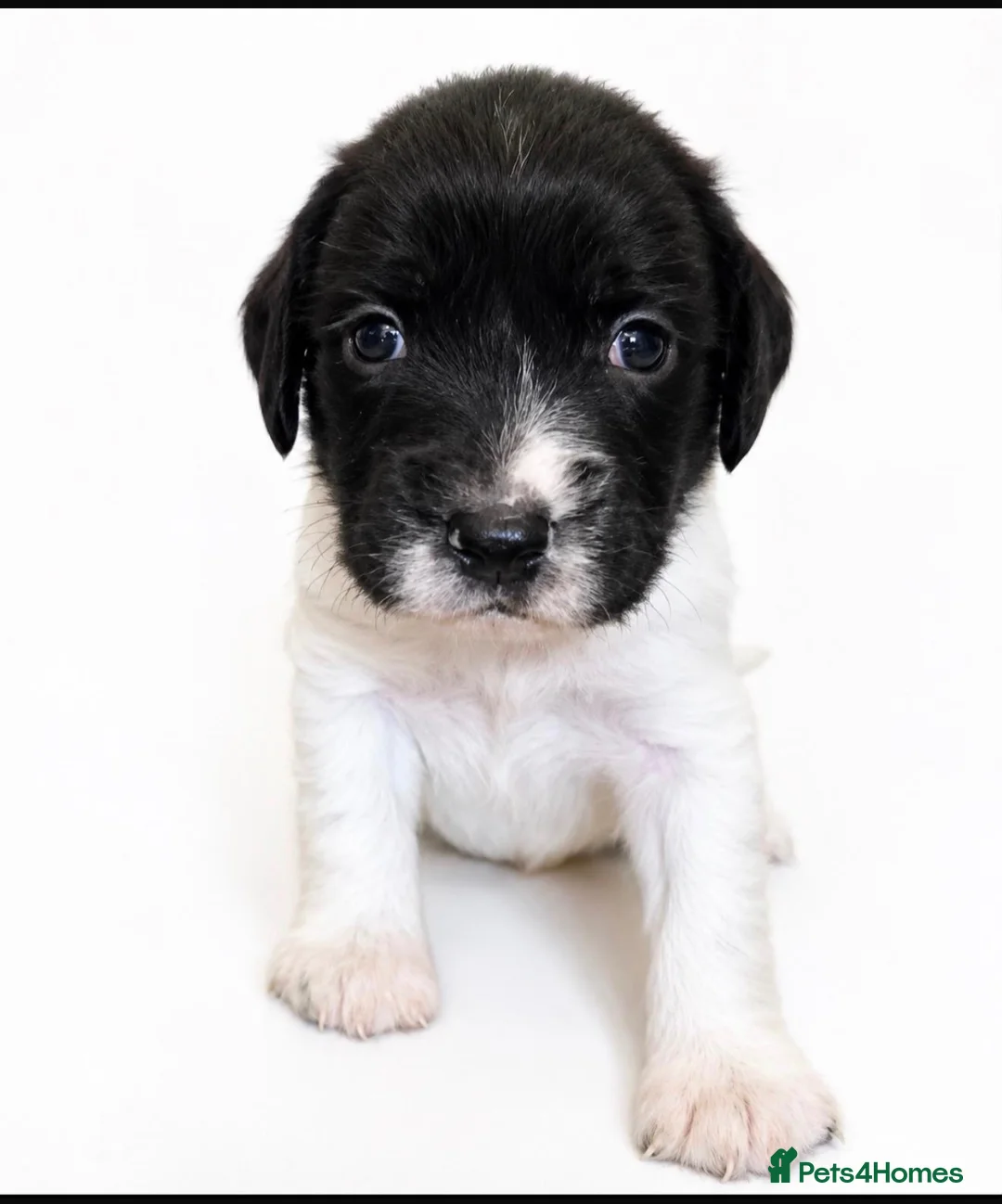 Springador dogs for sale: 3/4 springer 1/4 lab  - Advert 8