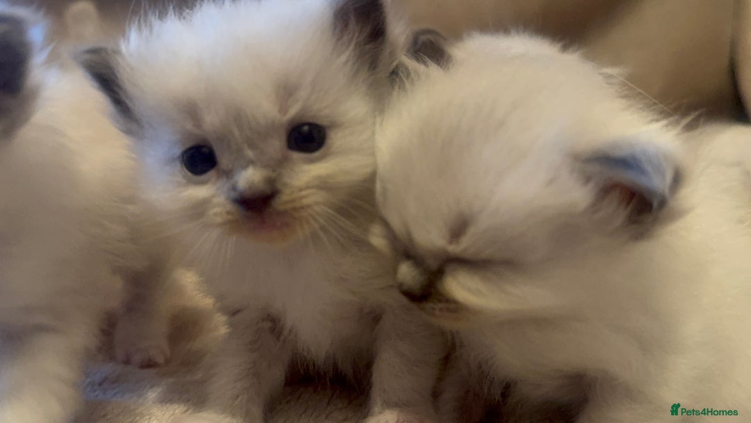 Ragdoll cats for sale: Cute & Gorgeous Purebred Bluepoint Ragdoll Kittens - Image 4