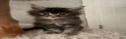 Maine Coon cats for sale: Three beautiful maine coon kittens available  - Advert 2