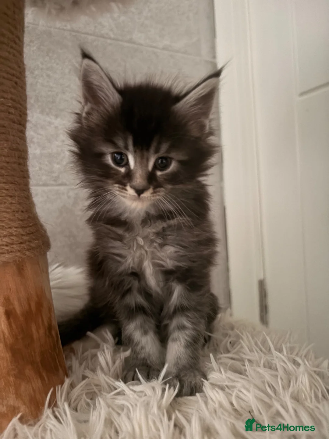 Maine Coon cats for sale: Three beautiful maine coon kittens available  - Advert 2