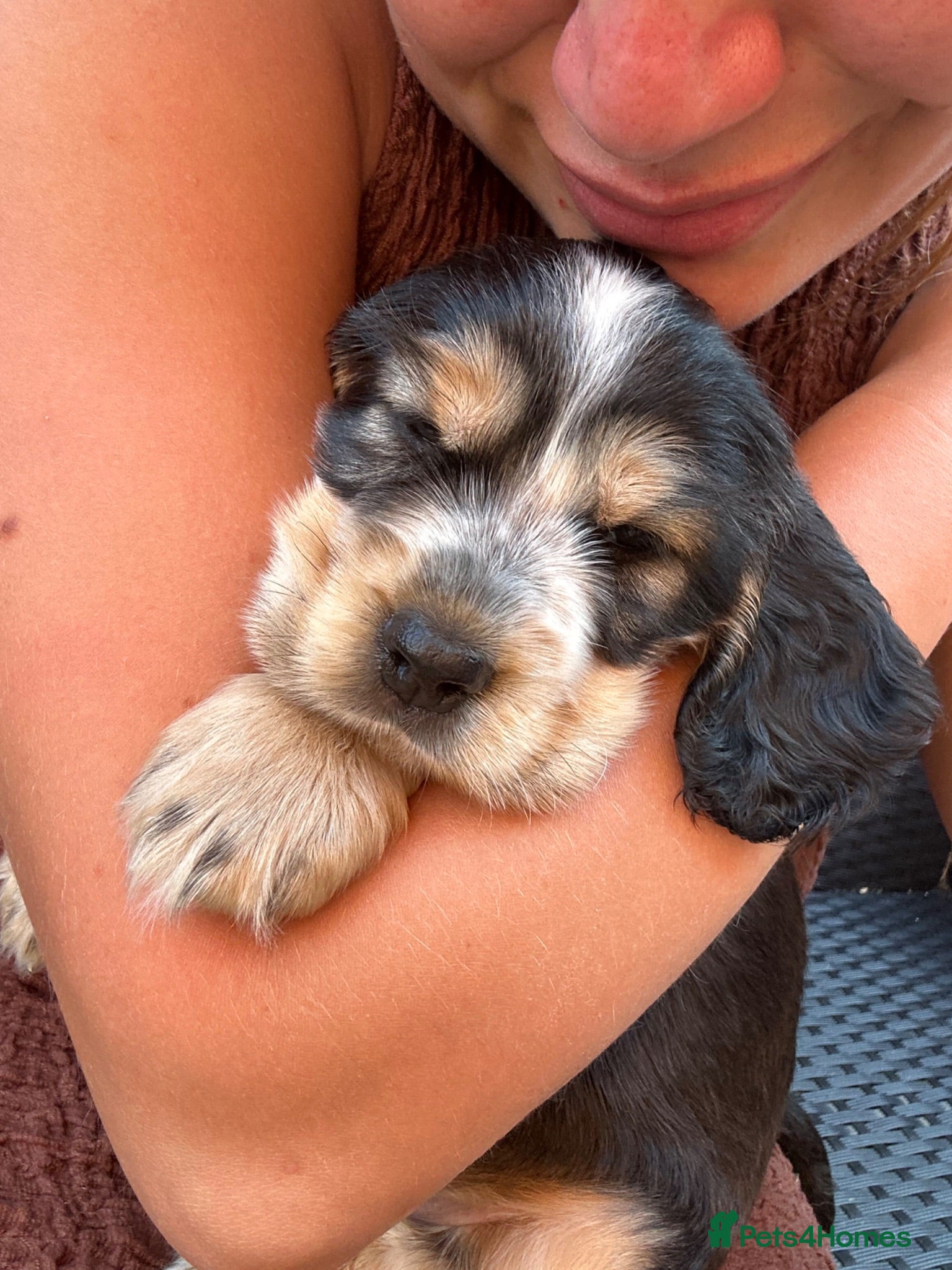 Cocker Spaniel dogs 🌟Rare Coloured Show-Type Cocker Spaniel Puppies🌟 - Advert 7