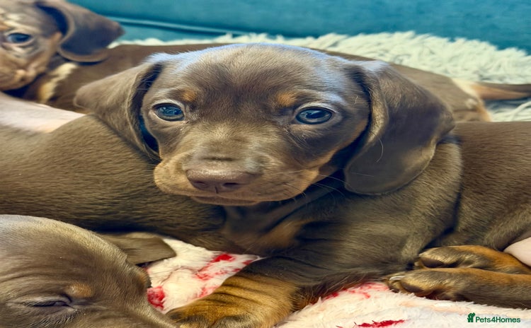 Miniature Dachshund dogs - Advert 15