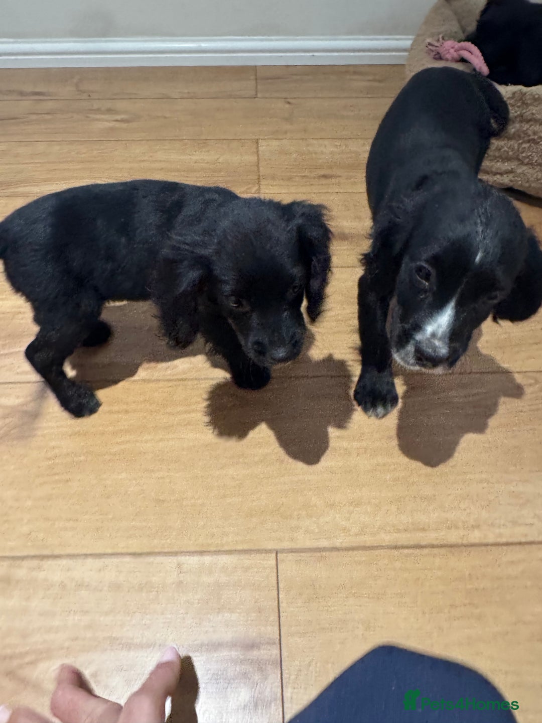 Cocker Spaniel dogs for sale: *3 left* black & white kc working cocker spaniels  - Image 15