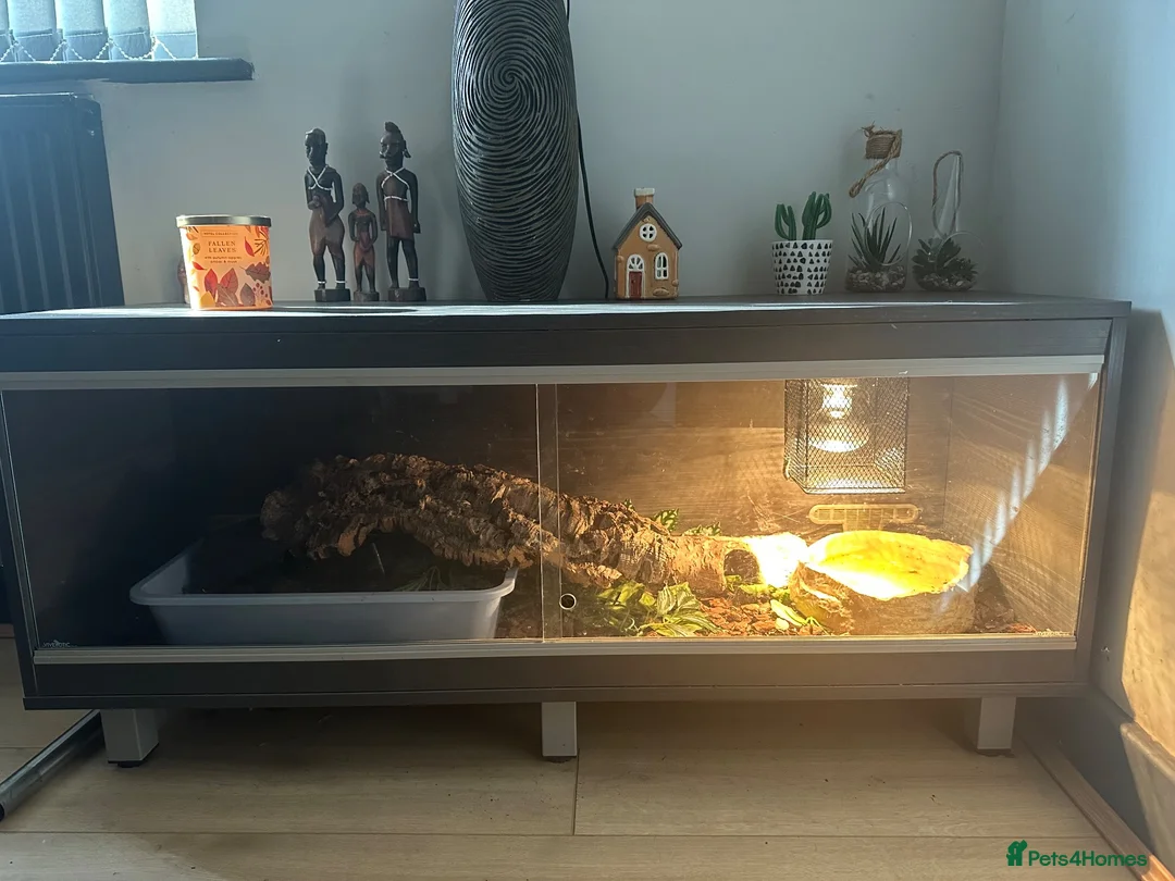 Python Snake reptiles for sale: Pied Ball pyhton and vivarium in Leicester - Advert 1