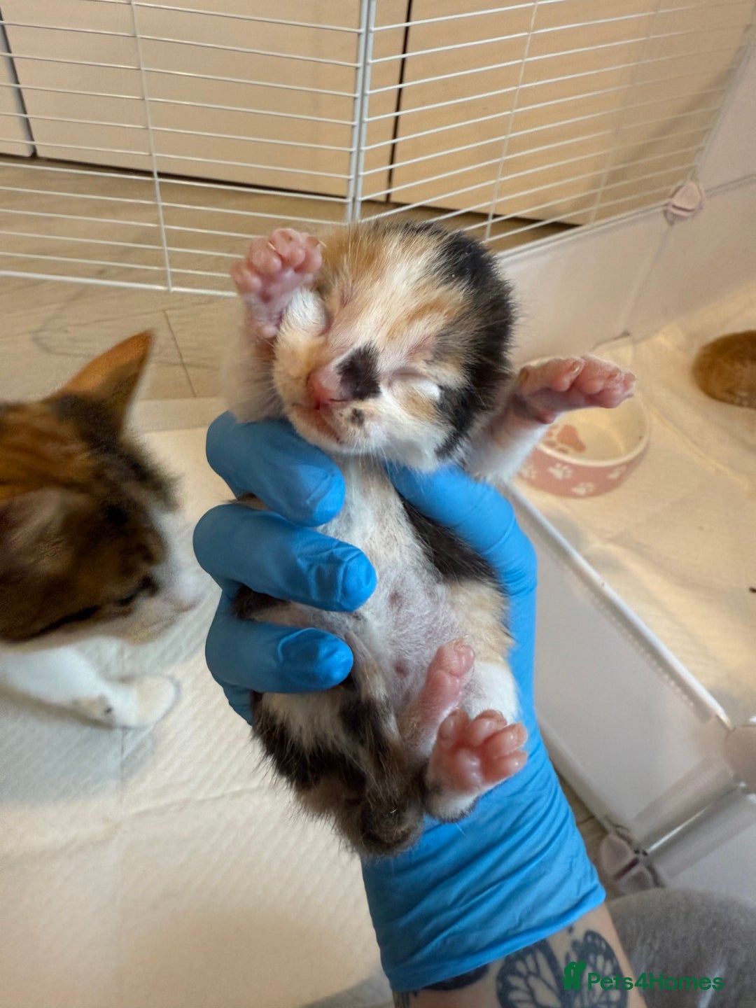 Domestic Shorthair cats for sale: 6 beautiful kittens available November - Image 8