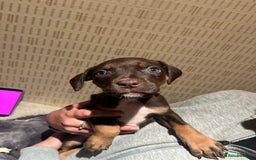 Mixed Breed dogs for sale: Mastiff hybrid - Advert 1