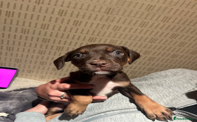 Mixed Breed dogs Mastiff hybrid - Advert 3