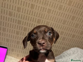 Mixed Breed dogs Mastiff hybrid - Advert 18