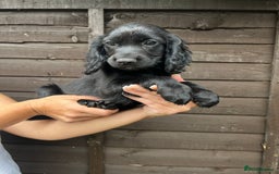 Cocker Spaniel dogs for sale: Cocker spaniel female puppies  - Image 32