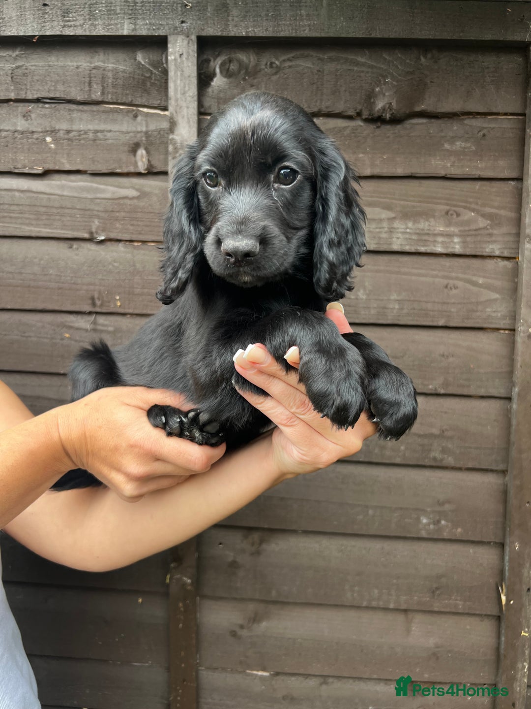 Cocker Spaniel dogs for sale: Cocker spaniel female puppies  - Image 32