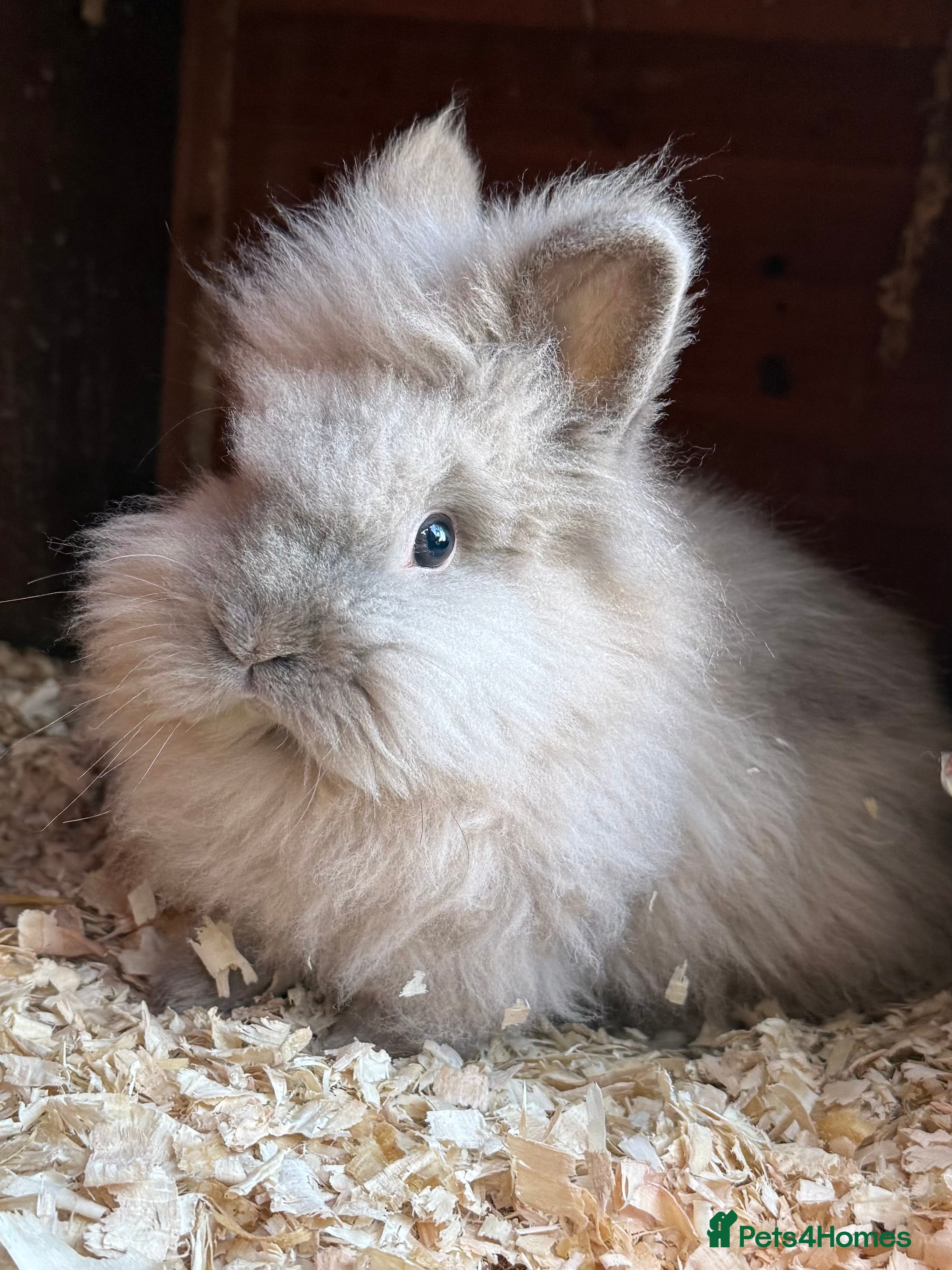 Lionhead rabbits Double mained lionheads to go together  - Advert 2