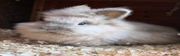 Lionhead rabbits for sale: Double mained lionheads to go together  - Advert 1