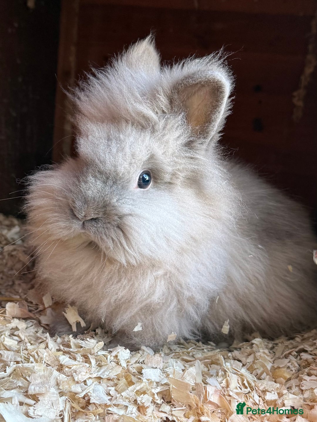 Lionhead rabbits for sale: Double mained lionheads to go together  - Advert 1