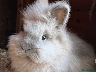Lionhead rabbits Double mained lionheads to go together - Advert 7