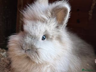 Lionhead rabbits Double mained lionheads to go together - Advert 4