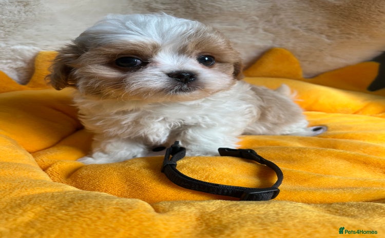 Maltipoo dogs - Advert 15