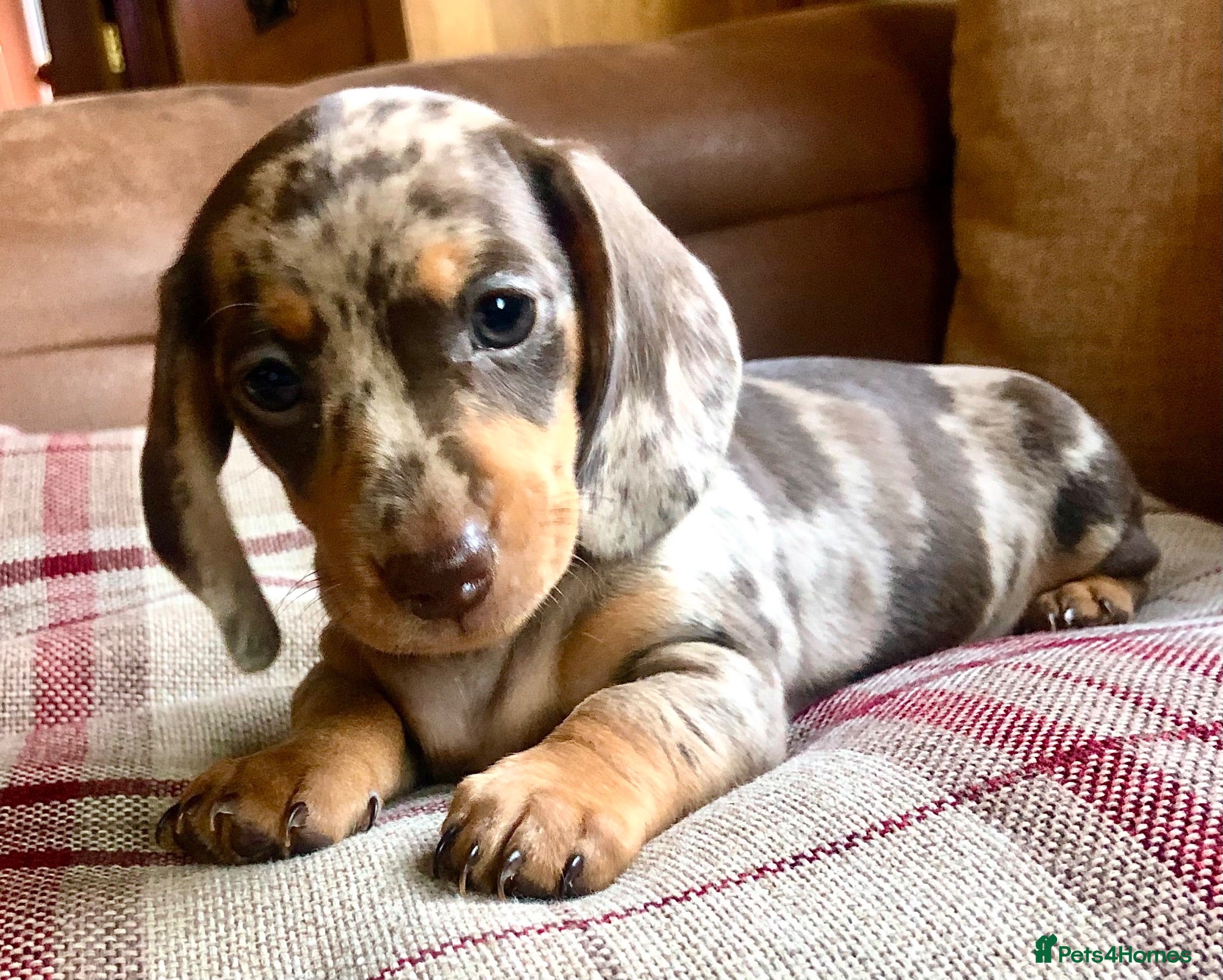 Miniature Dachshund dogs KC REGISTERED PRA clear  Chocolate dapple & tan - Advert 2