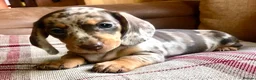 Miniature Dachshund dogs for sale: KC REGISTERED PRA clear  Chocolate dapple & tan - Advert 1
