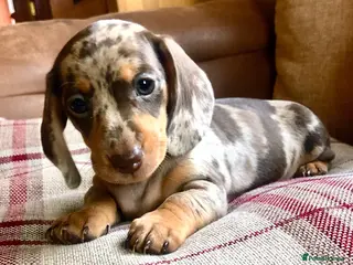 Miniature Dachshund dogs KC REGISTERED PRA clear Chocolate dapple & tan - Advert 2