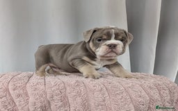 English Bulldog dogs for sale: English Bulldog Puppies  - Advert 11
