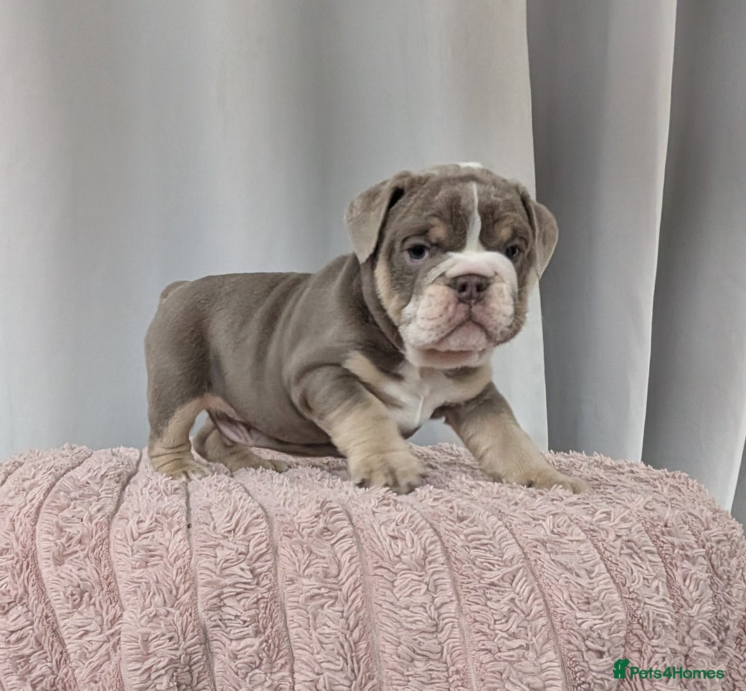 English Bulldog dogs for sale: English Bulldog Puppies  - Advert 11