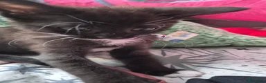 Mixed Breed 2
