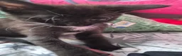 Mixed Breed cats for sale: 2 male breed  kittens - Advert 4