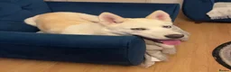 Siberian Husky dogs for sale: 10 month husky male  in London - Advert 4