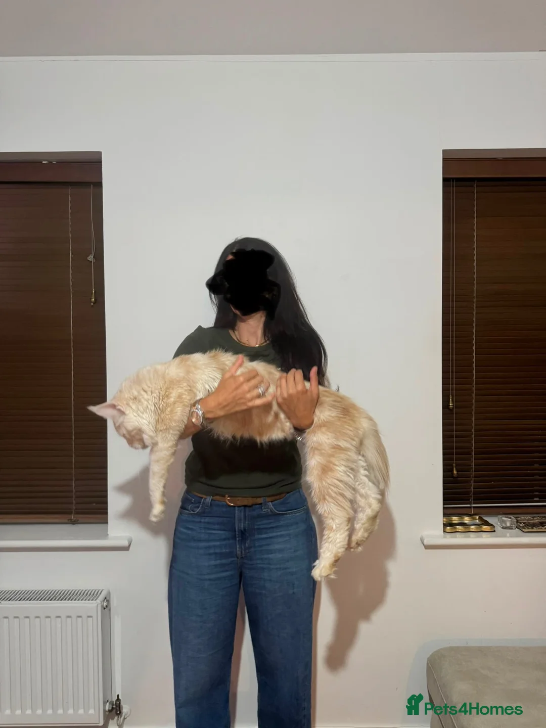 Maine Coon cats for stud: Simba  - Advert 2