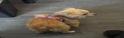 Pomchi dogs for sale: 9 month Pomchi - Advert 1