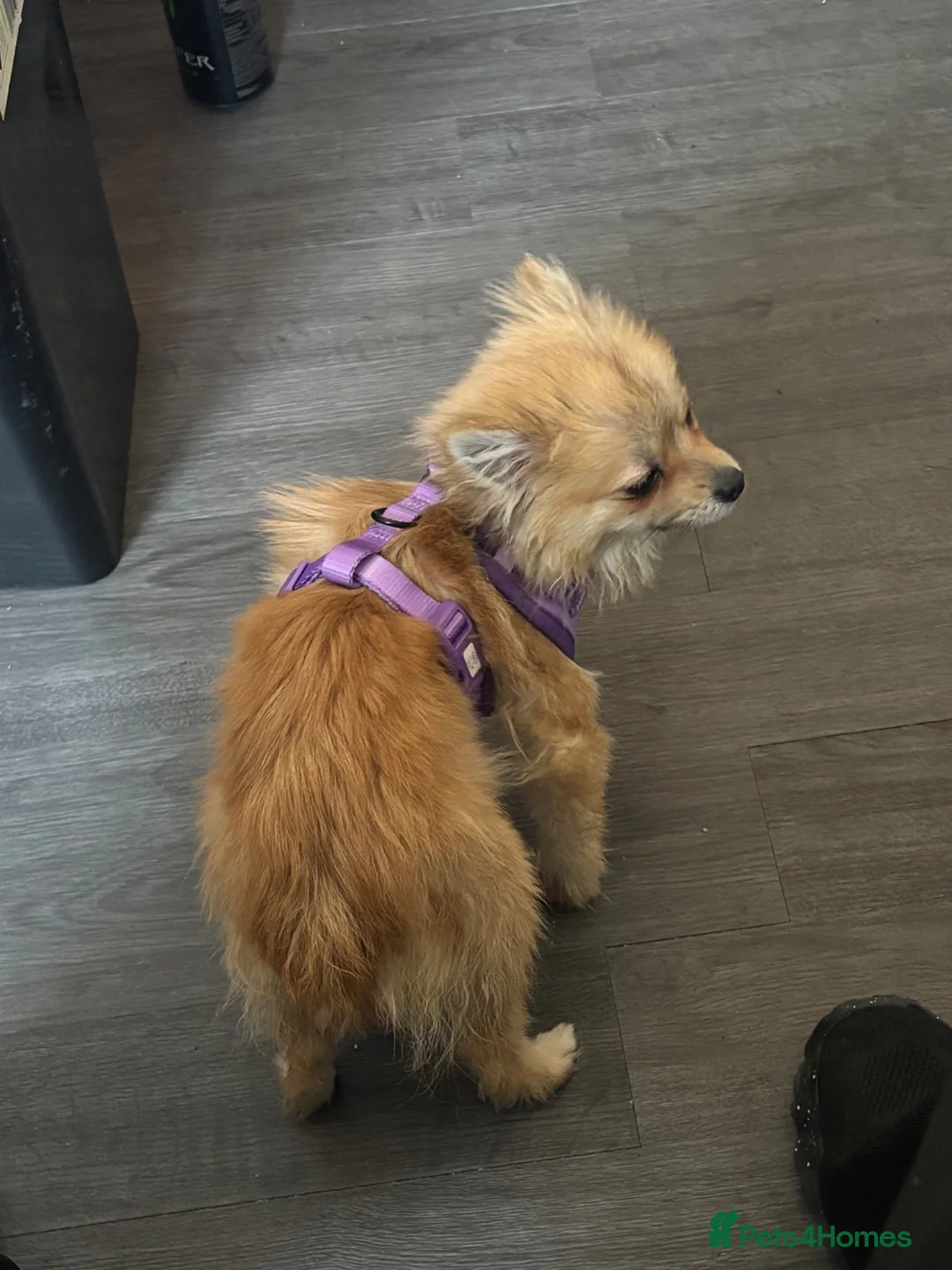 Pomchi dogs for sale: 9 month Pomchi - Advert 1