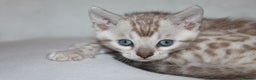 Bengal cats for sale: Pedigree TICA Bengal Kittens - Ready 07/01/26 - Advert 13