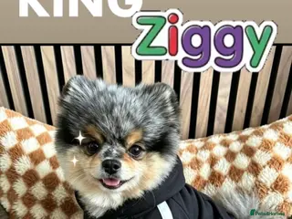 Pomeranian dogs 💙✨BLUE & HAZEL EYES 👀 EXPERIENCED POM STUDS🏆 - Advert 6
