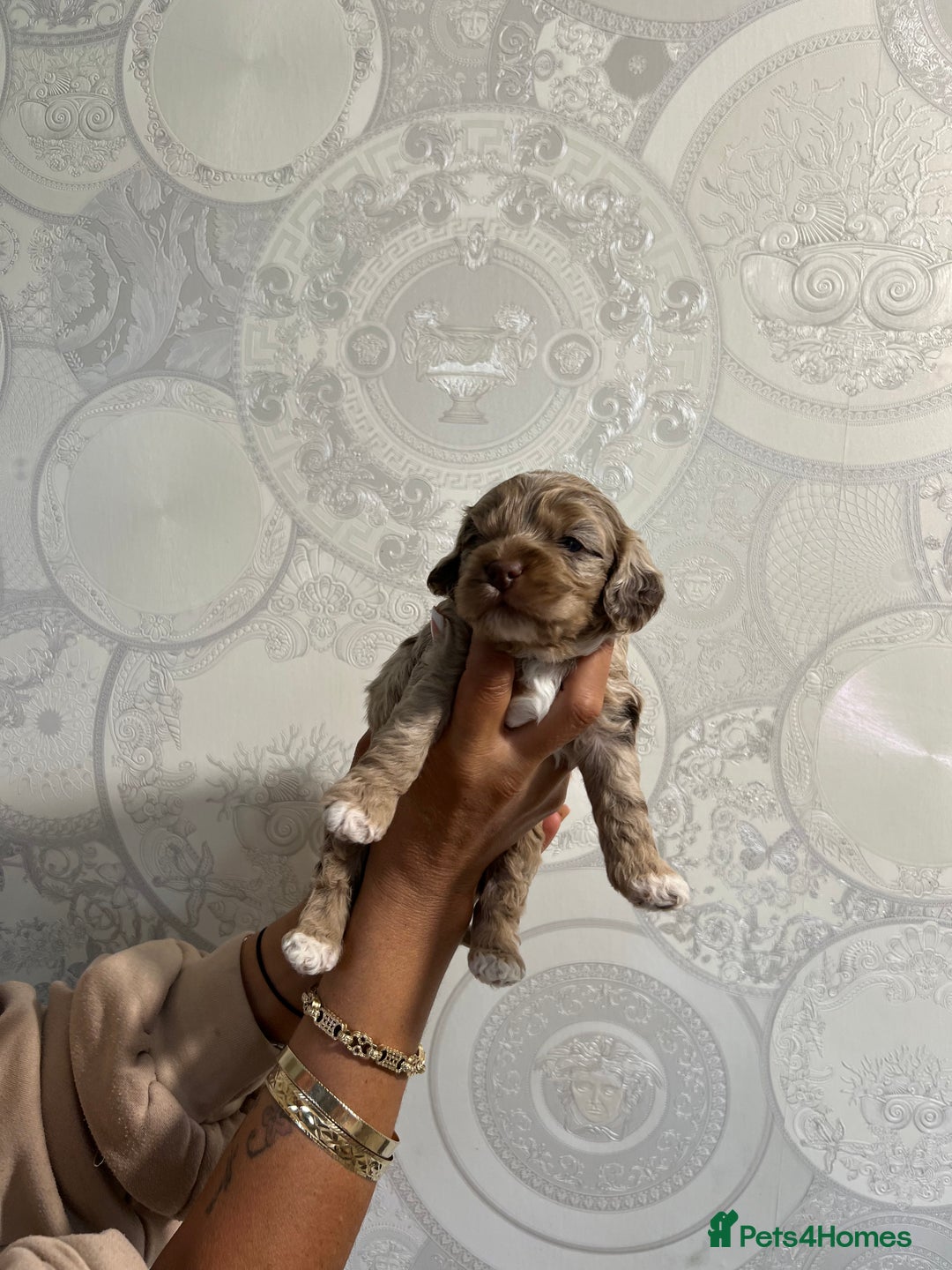 Cockapoo dogs for sale: Stunning litter of F1 Yankee doodles - Image 8