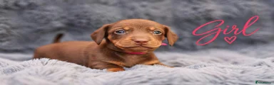Miniature Dachshund 2