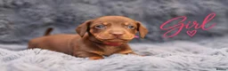 Miniature Dachshund dogs for sale: ❤️KC registered 8 Miniature Dachshund Puppies ❤️ - Advert 27
