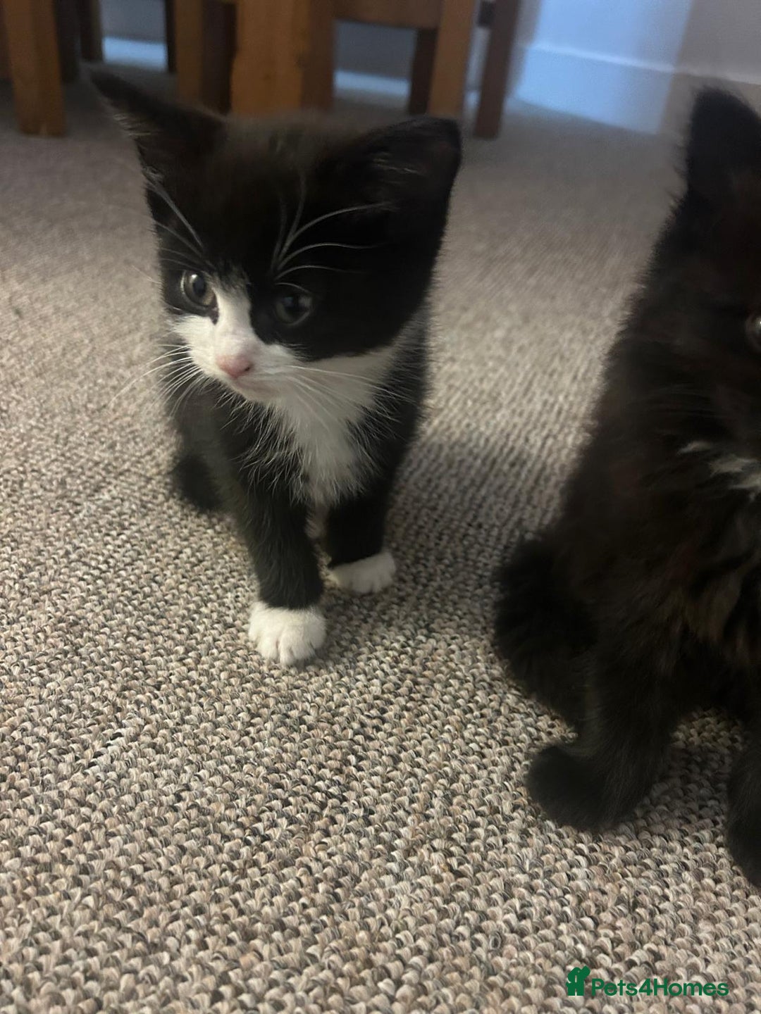 British Shorthair cats for sale: Beautiful kittens for sale - Advert 12