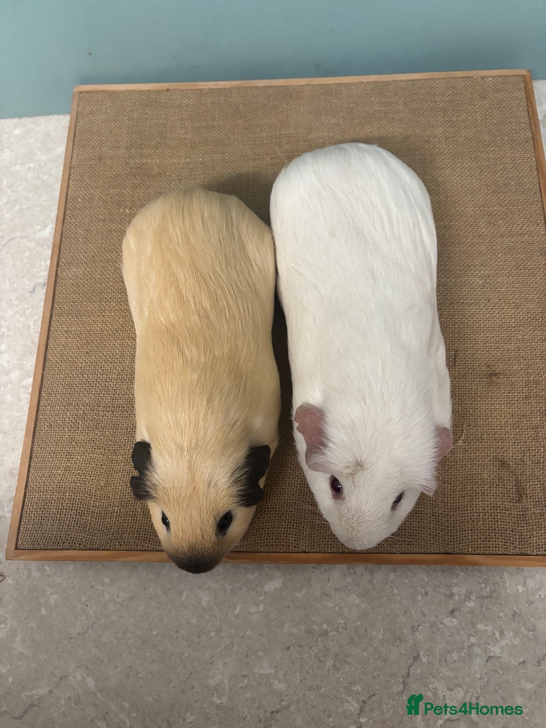 Guinea Pig rodents for sale: Californian & Dark eyed white pair - Image 4