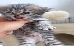 Persian cats for sale: Beautiful persian chinchilla tabby kittens  - Image 2