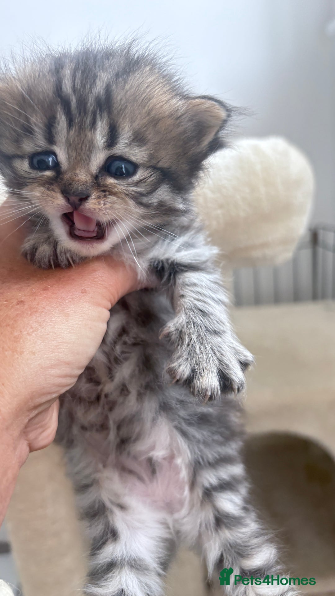 Persian cats for sale: Beautiful persian chinchilla tabby kittens  - Image 2