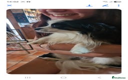 Papillon dogs for sale: KC Papillon. DNA health tested.  - Image 22