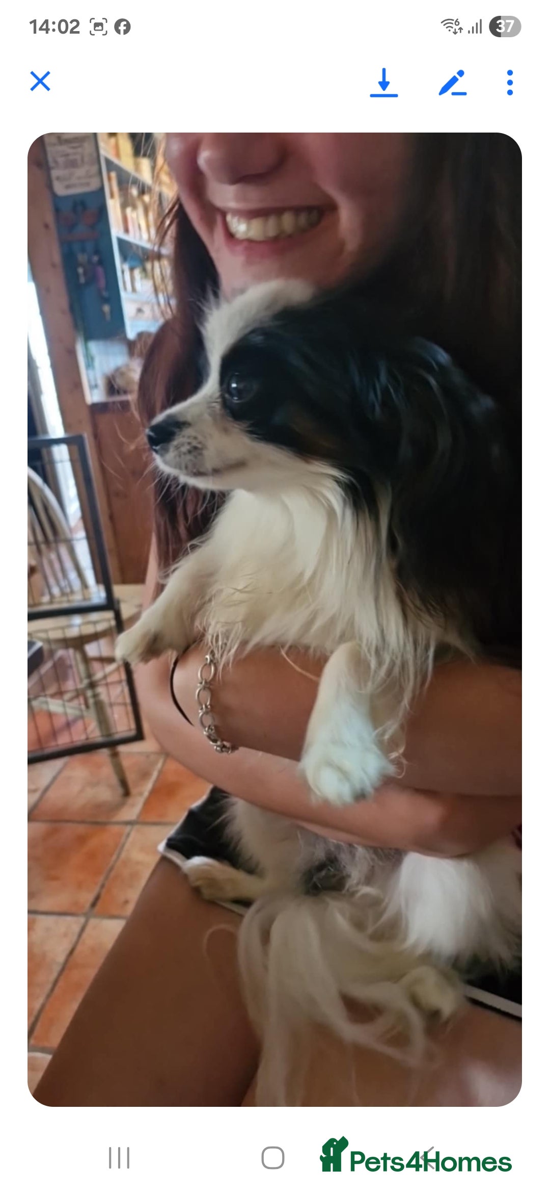 Papillon dogs for sale: KC Papillon. DNA health tested.  - Image 22