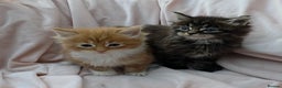Maine Coon cats for sale: Fluffy Maine Coon Kittens for Sale - Advert 5