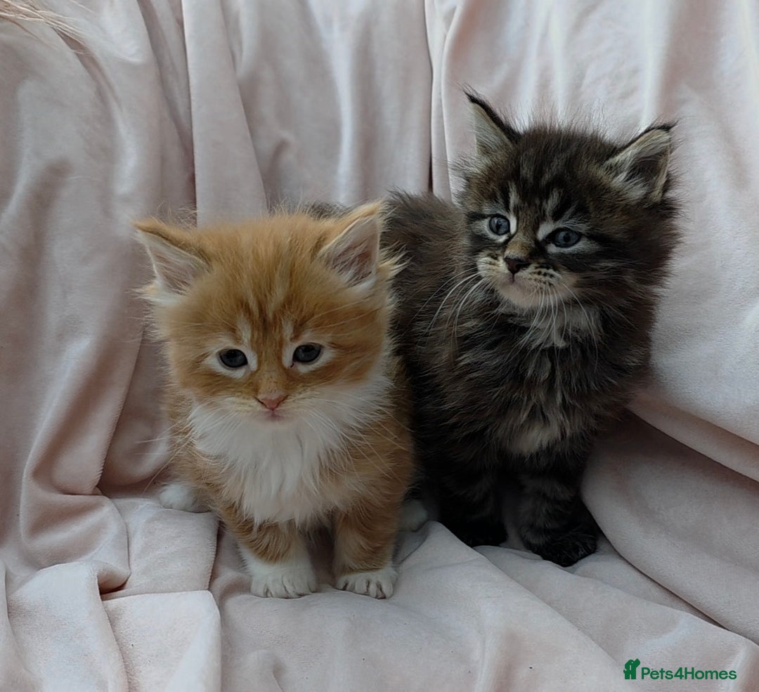 Maine Coon cats for sale: Fluffy Maine Coon Kittens for Sale - Advert 5