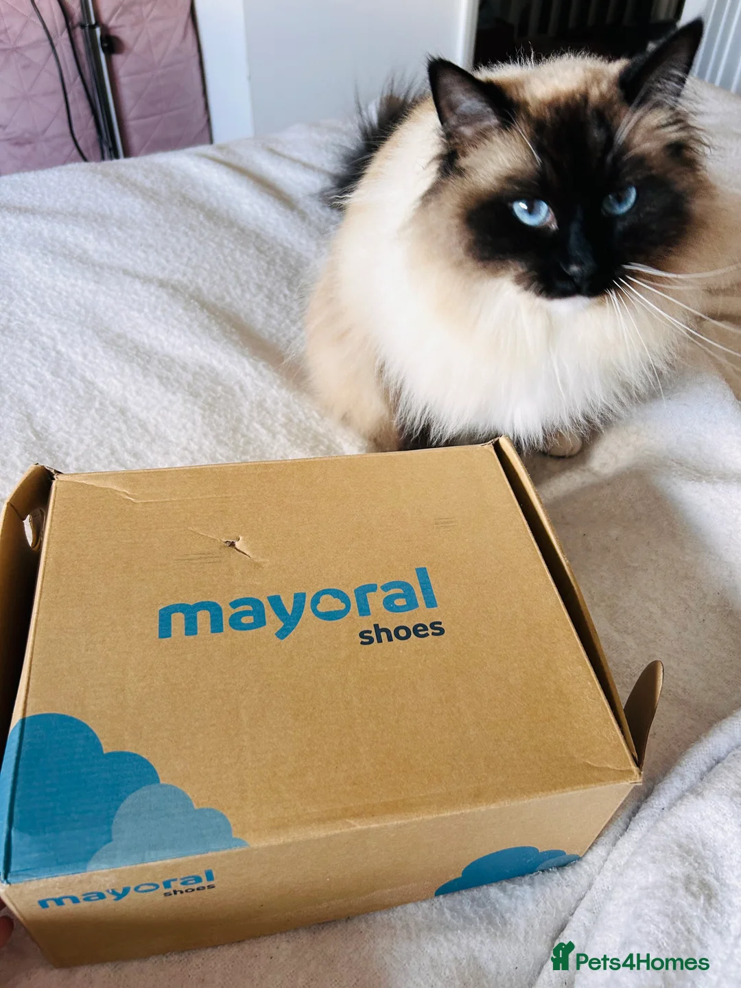 Ragdoll cats for sale: 2y/o Seal Mitted Pure Bred Ragdoll - Advert 5