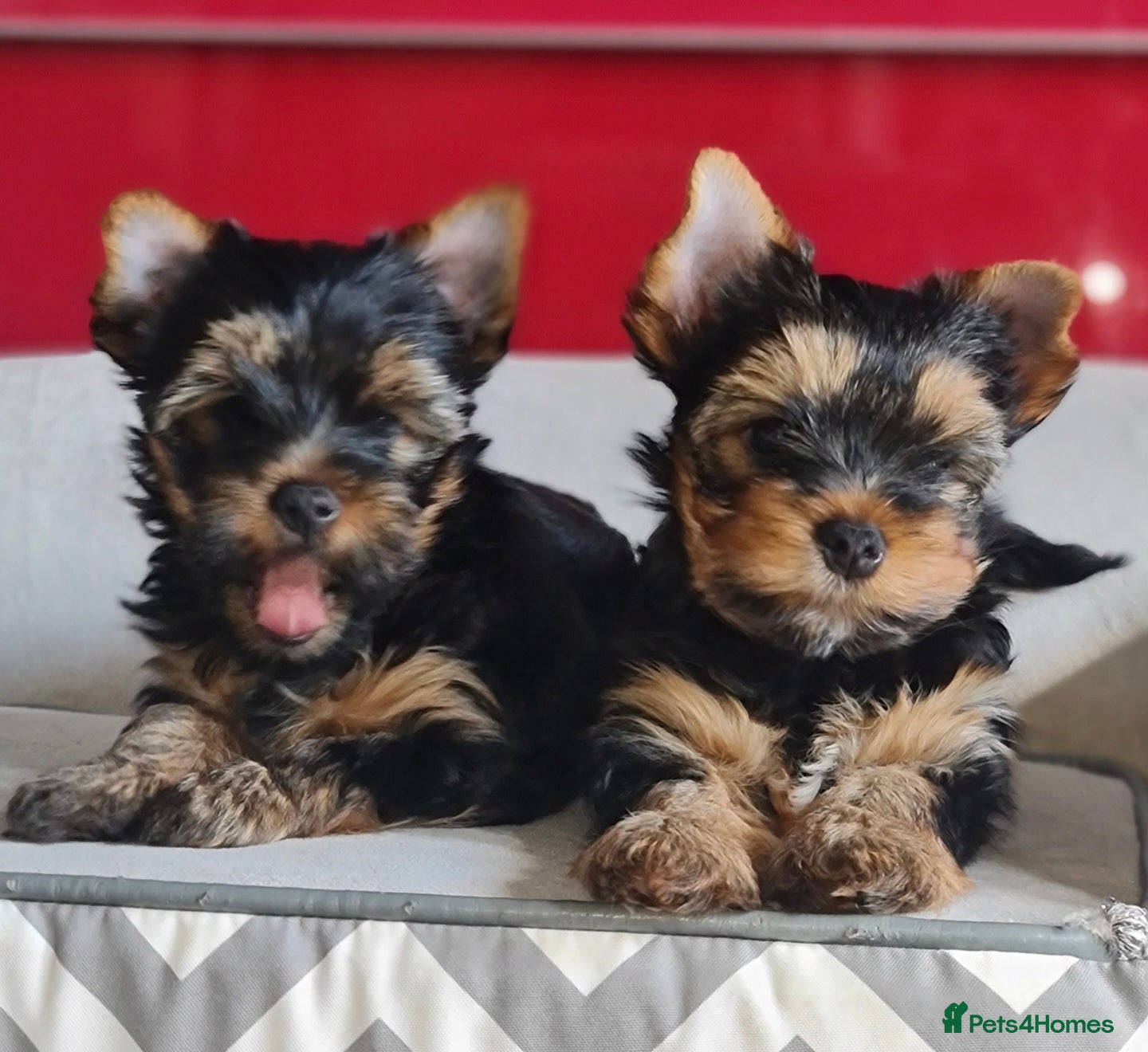 Yorkshire Terrier dogs Pedigree miniature Yorkshire terriers puppies  - Advert 3