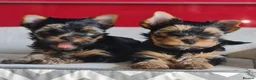 Yorkshire Terrier dogs for sale: Pedigree miniature Yorkshire terriers puppies  - Advert 1