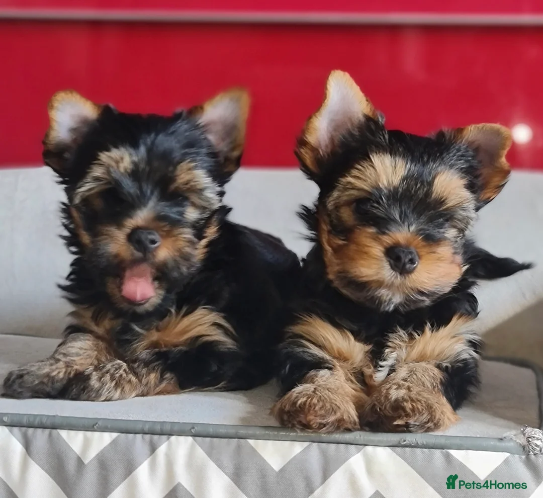Yorkshire Terrier dogs for sale: Pedigree miniature Yorkshire terriers puppies  - Advert 1