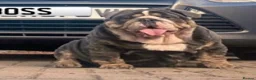 English Bulldog dogs for stud: 🌟BOSS 🌟 English bulldog Stud  in Kettering - Advert 3